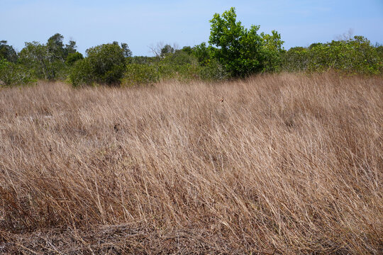 The savanna grassland of Thailand at Khao Na Yak, Phang Nga Province Thailand
