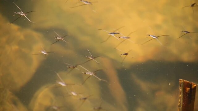 Common water strider (Gerris Lacustris) moving on water surface