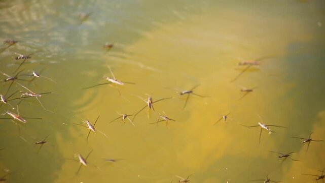Common water strider (Gerris Lacustris) moving on water surface