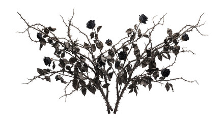 Thorny black rose bush with dark blooms and thorns © Chanapat