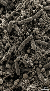 Microscopic Bacteria Colony, Microbiology and Biological Research
