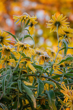 Sunlit yellow flowers dance gently in the breeze during a blissful autumn afternoon