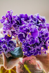Vibrant purple violets bloom in a warm, inviting indoor garden