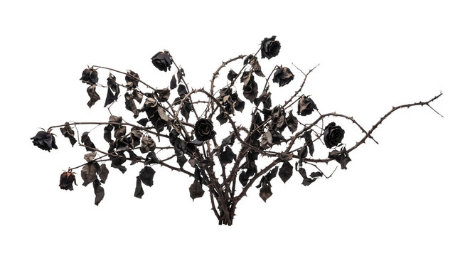 Dead black rose bush with withered flowers and thorny branches