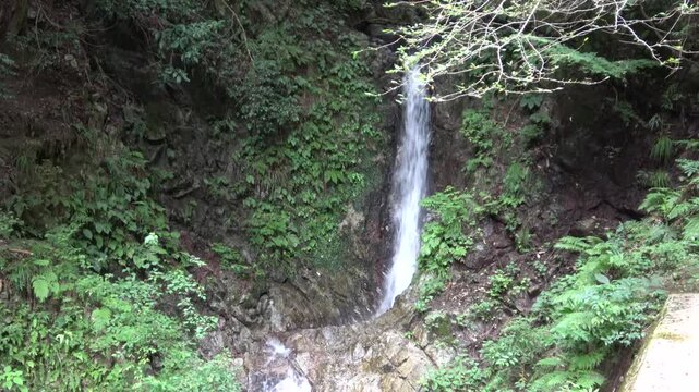 Waterfall Flowing Down Rocky Wall Surrounded by Ferns and Forest