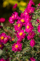 Obraz premium Vibrant pink blossoms attract bees in a colorful garden scene