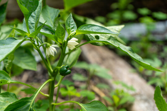 Small green pepper starting to grow on a plant with white flowers and fresh leaves in a garden.