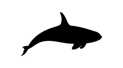 Fototapeta premium Black silhouette of an orca whale swimming elegantly in a minimalist vector design style illustration
