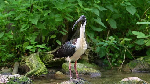 The Straw-necked Ibis, Threskiornis spinicollis is a bird of the ibis and spoonbill family Threskiornithidae. 