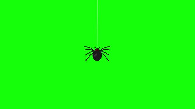 Animated spider descending on thread green screen chroma key background.