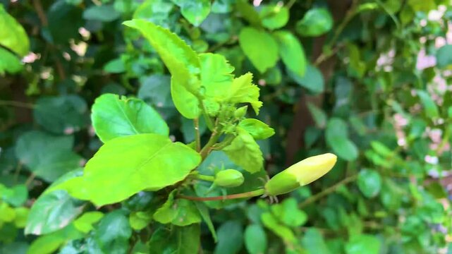 Close-up of a fresh, unbloomed flower bud growing among vibrant green foliage