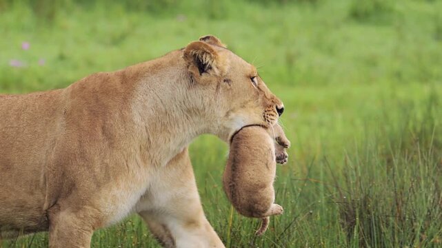 African lioness carrying cub in mouth, wild lion mother moving baby across green savanna, maternal instinct in wildlife nature documentary