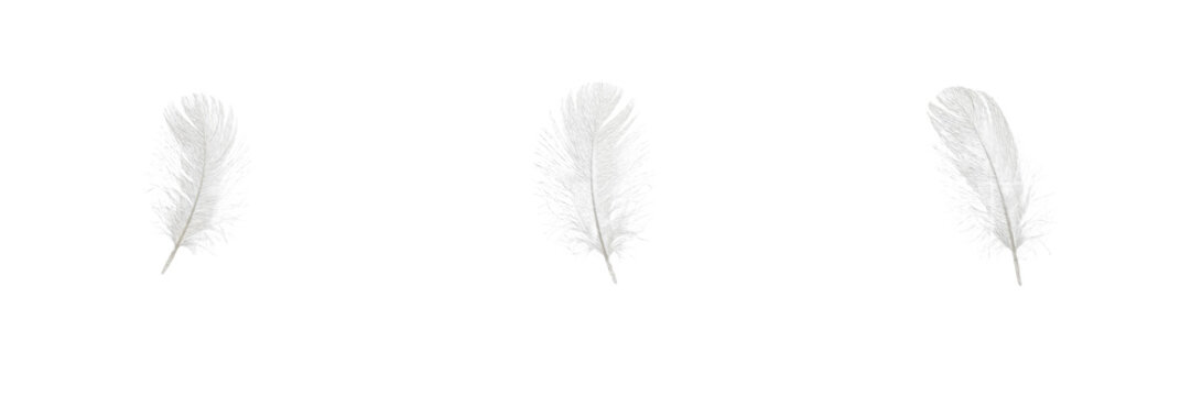 Set Of White Feather PNG Clipart Collection Isolated Soft Bird Feathers Element Graphics Pack For Wedding Card Design Floating Fluffy Quill Vector Bundle Art