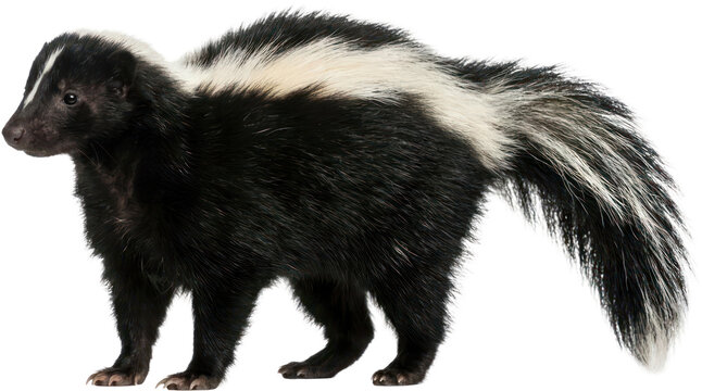 Striped skunk walking on isolated black background.