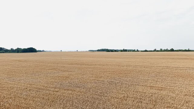 Sweeping aerial footage shows a vast golden wheat field under a clear sky, bordered by distant green trees. Drone shot with soft natural daylight captures peace and rural expanse.