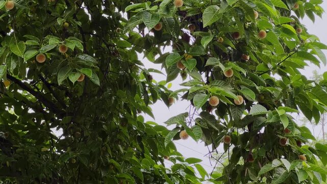 Rainfall over a lush Kadamba tree canopy covered with orange spherical flowers and wet green leaves during the monsoon season