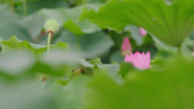A scene of a lotus garden in the rain. Pink lotus flowers are visible through the lotus leaves. 비 내리는 연꽃 정원의 풍경, 연잎 사이로 분홍색 연꽃이 보인다.