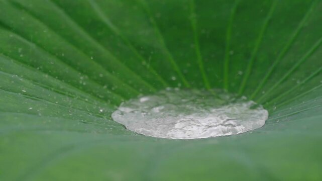 Slow motion of heavy rain falling on lotus leaves. 연잎 위로 세차게 내리는 빗방울, 슬로우 모션.