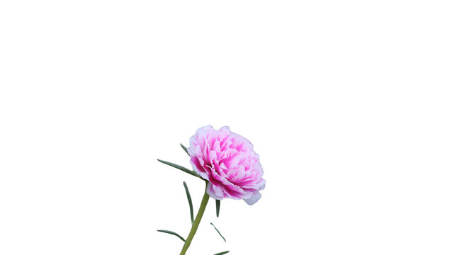 Pink Carnation Flower Stem Isolated png and transparent background