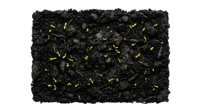 Small green sprouts emerging from dark rich soil in a rectangular patch