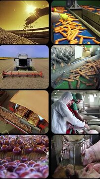 Mega Split Screen Corporate Video - From Renewable Energy and Modern Manufacturing to Bio Agriculture. Global Industry and Farming Multi-Window Montage.