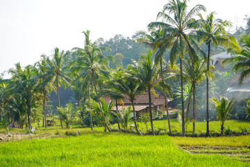 Fototapeta premium Lush green rice field with tall coconut palm trees surrounding a traditional rural village nestled on the scenic slopes of Mount Muria in Jepara, Central Java, Indonesia on a bright sunny morning.
