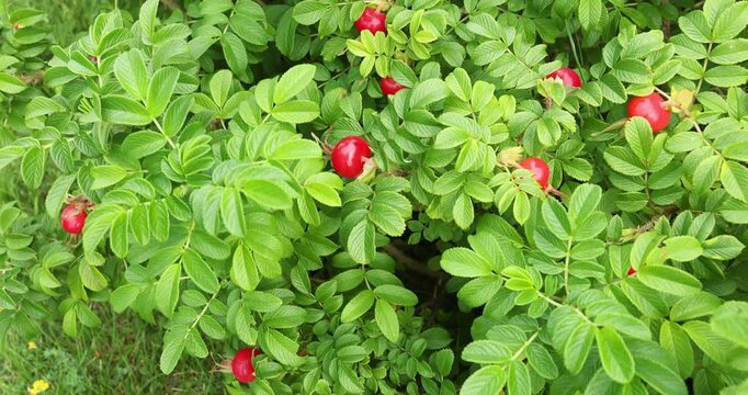 Bright red rose hips growing on green bush with textured leaves. Natural wild rose rugosa shrub with ripe medicinal berries in summer garden. Beautiful botanical detail of healthy organic plant.