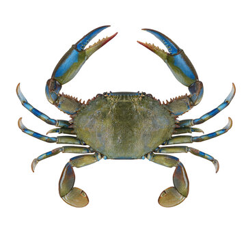 Fresh blue crab with transparent background for seafood photography transparent background