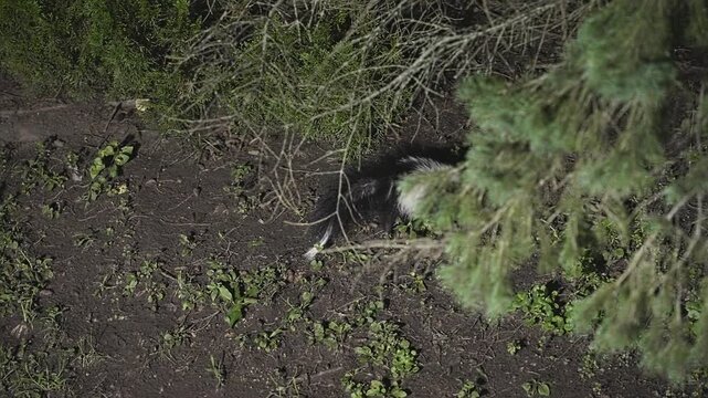 Top-down view of a wild striped skunk with its distinctive black and white fur foraging for food in the dirt under a bush at night
