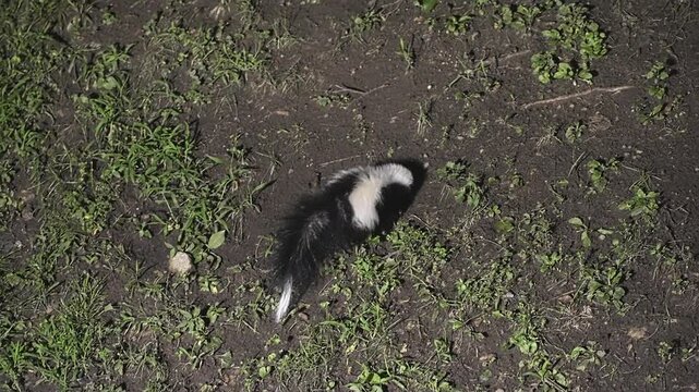 Top-down view of a wild striped skunk with black and white fur foraging for food in the dirt and grass of a natural environment