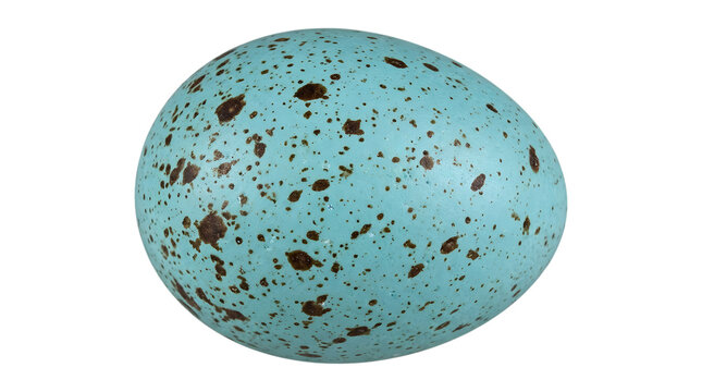 A single speckled robin egg with a vibrant turquoise shell on white background