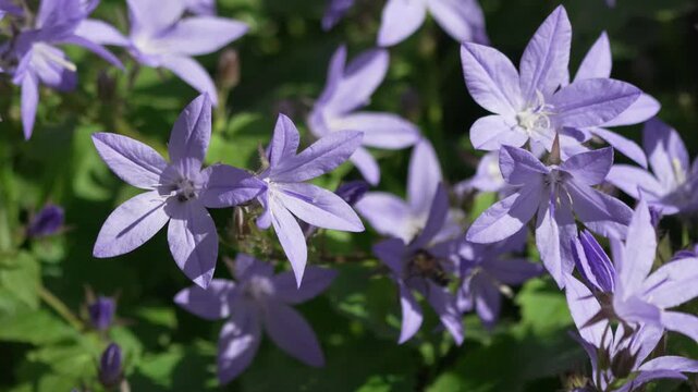Bellflowers lavender petals blossoms, purple spring flowers blooming in sunlight outdoors, soft floral nature background for environmental projects