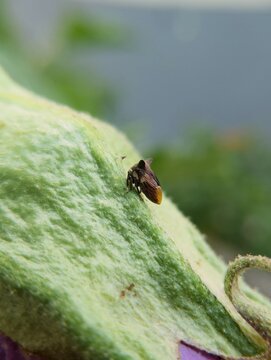 Tiny treehopper or horn bug resting on green foliage in the wild.