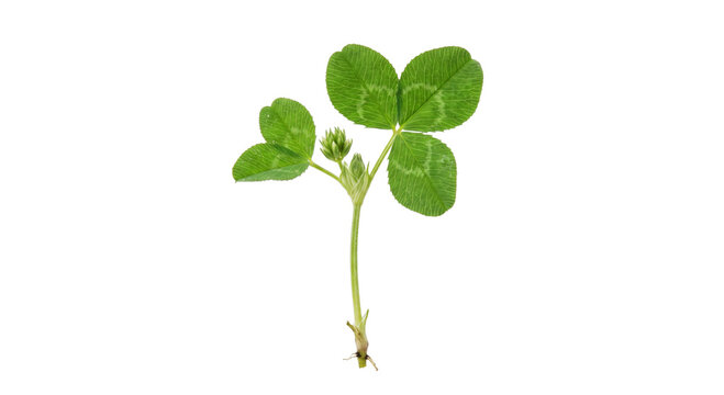 Green clover plant with three leaves and a bud on a white background
