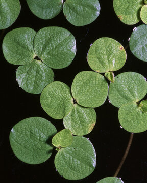 Floating emerald leaves of duckweed dance upon the dark stillness of tranquil waters Generative AI