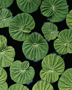 Floating duckweed leaves create a lush green carpet on the surface of dark, tranquil water Generative AI