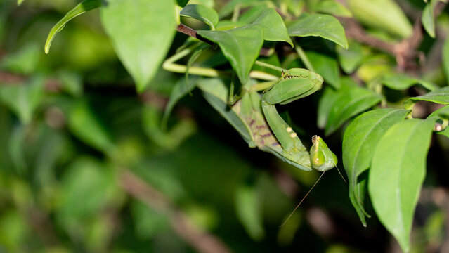 Green praying mantis hides camouflaged among vibrant green leaves in a garden. Blending seamlessly into its natural foliage environment. At night time.