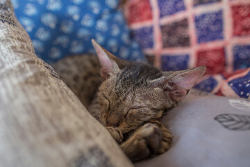 Cute Cat Sleeping Comfortably on a Sofa © SAMEER MANGTANI