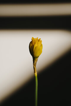 Single Yellow Daffodil Bud On Green Stem Against High Contrast Light And Dark Diagonal Background