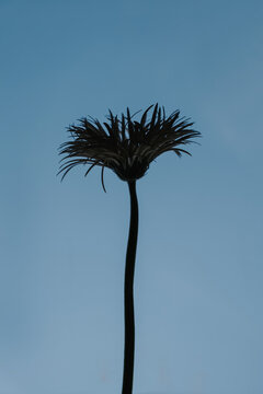 Minimalist Botanical Silhouette Of Single Flower Bloom Under Blue Sky