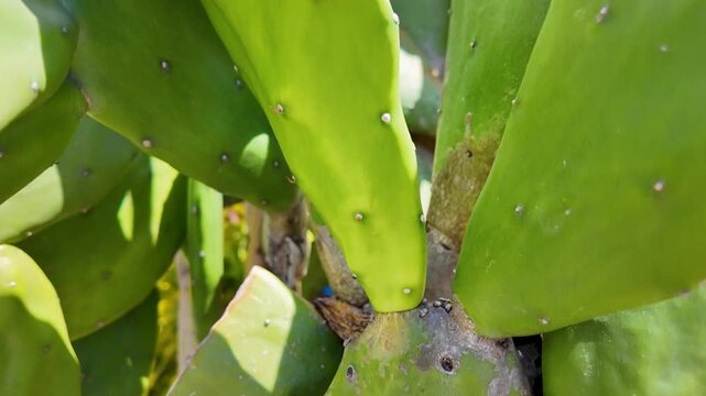 Tilt-Up View of Green Prickly Pear Cactus Pad
