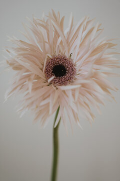 Fresh Gerbera Flower On Green Stem With Airy Minimalist Aesthetic