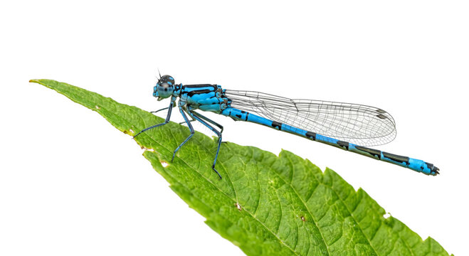 Vibrant blue damselfly with intricate wings rests on a green leaf