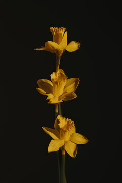 Triple Narcissus Blooms in Symmetrical Column Formation on Dark Backdrop
