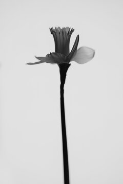 Elegant Profile View Of A Lone Daffodil Flower In High Contrast Black And White