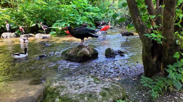 The northern bald ibis, hermit ibis, or waldrapp lat.Geronticus eremita is a migratory bird found in barren, semi-desert or rocky habitats, often close to running water.