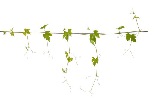Green vine with leaves and tendrils isolated on transparent background