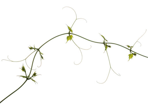 Green grapevine tendrils and leaves isolated on transparent background