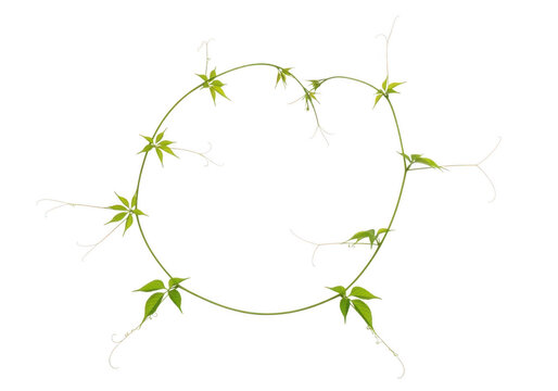A circular vine with green leaves and tendrils isolated on transparent background