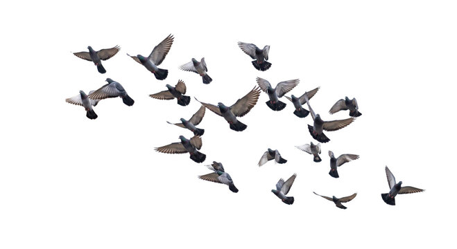 A flock of pigeons takes flight against a white background